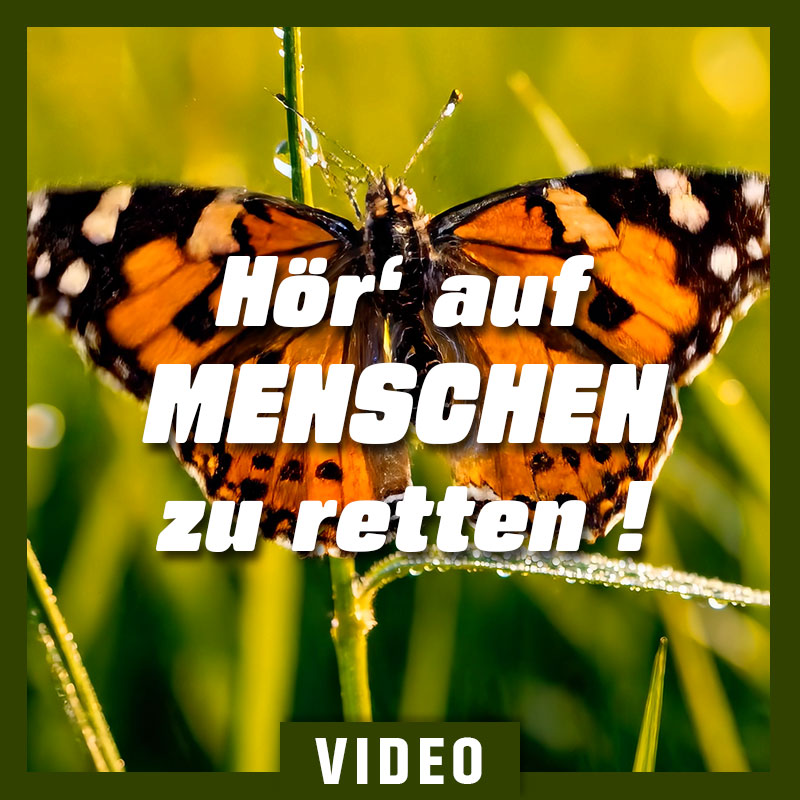 Traumahealing Tantra Traumahealing Tantra